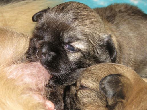 Tibetan Spaniel Zucht Karnikara Die Zuchtstätte für Tibet Spaniel im