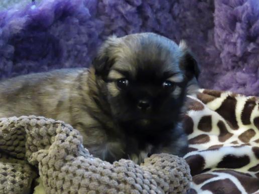 Tibetan Spaniel Zucht Karnikara Die Zuchtstätte für Tibet Spaniel im
