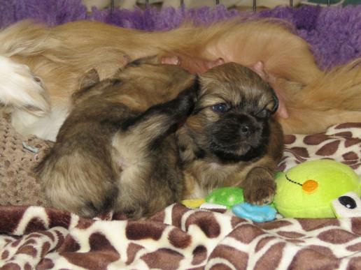 pipimatte hund