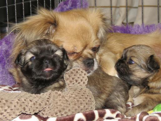 Tibetan Spaniel Zucht Karnikara Die Zuchtstätte für Tibet Spaniel im