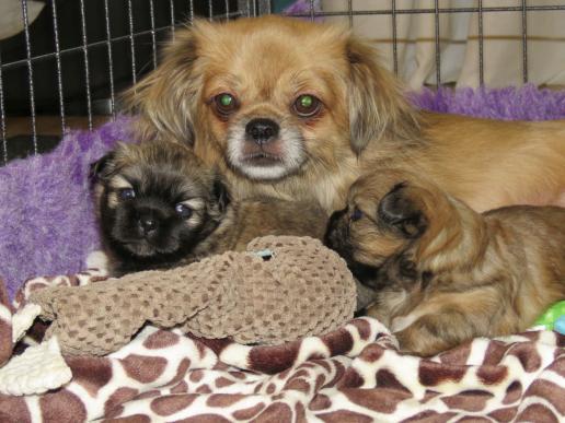Tibetan Spaniel Zucht Karnikara Die Zuchtstätte für Tibet Spaniel im