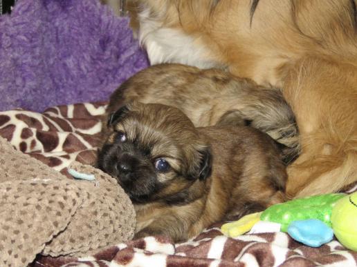 Tibetan Spaniel Zucht Karnikara Die Zuchtstätte für Tibet Spaniel im