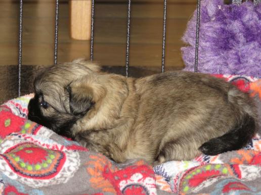 Tibetan Spaniel Zucht Karnikara Die Zuchtstätte für Tibet Spaniel im