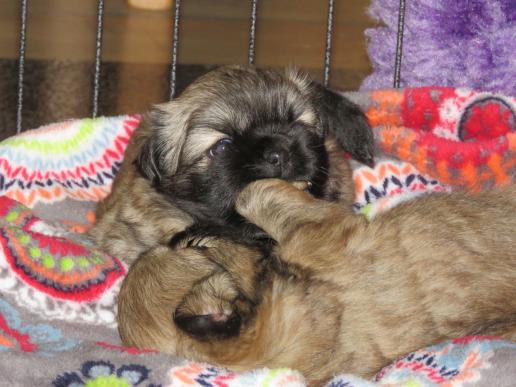Tibetan Spaniel Zucht Karnikara Die Zuchtstätte für Tibet Spaniel im