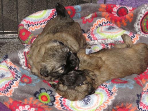 Tibetan Spaniel Zucht Karnikara Die Zuchtstätte für Tibet Spaniel im