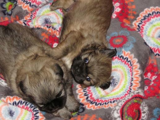 pipimatte für hunde