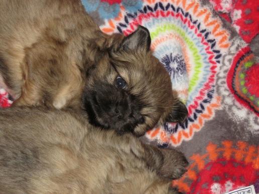 Tibetan Spaniel Zucht Karnikara Die Zuchtstätte für Tibet Spaniel im