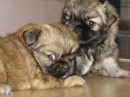 Tibetan Spaniel Zucht Karnikara Die Zuchtstätte für Tibet Spaniel im