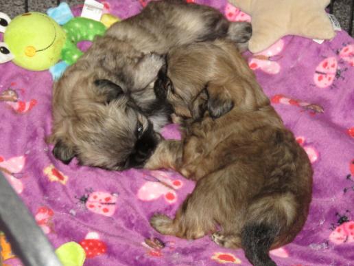 Tibetan Spaniel Zucht Karnikara Die Zuchtstätte für Tibet Spaniel im