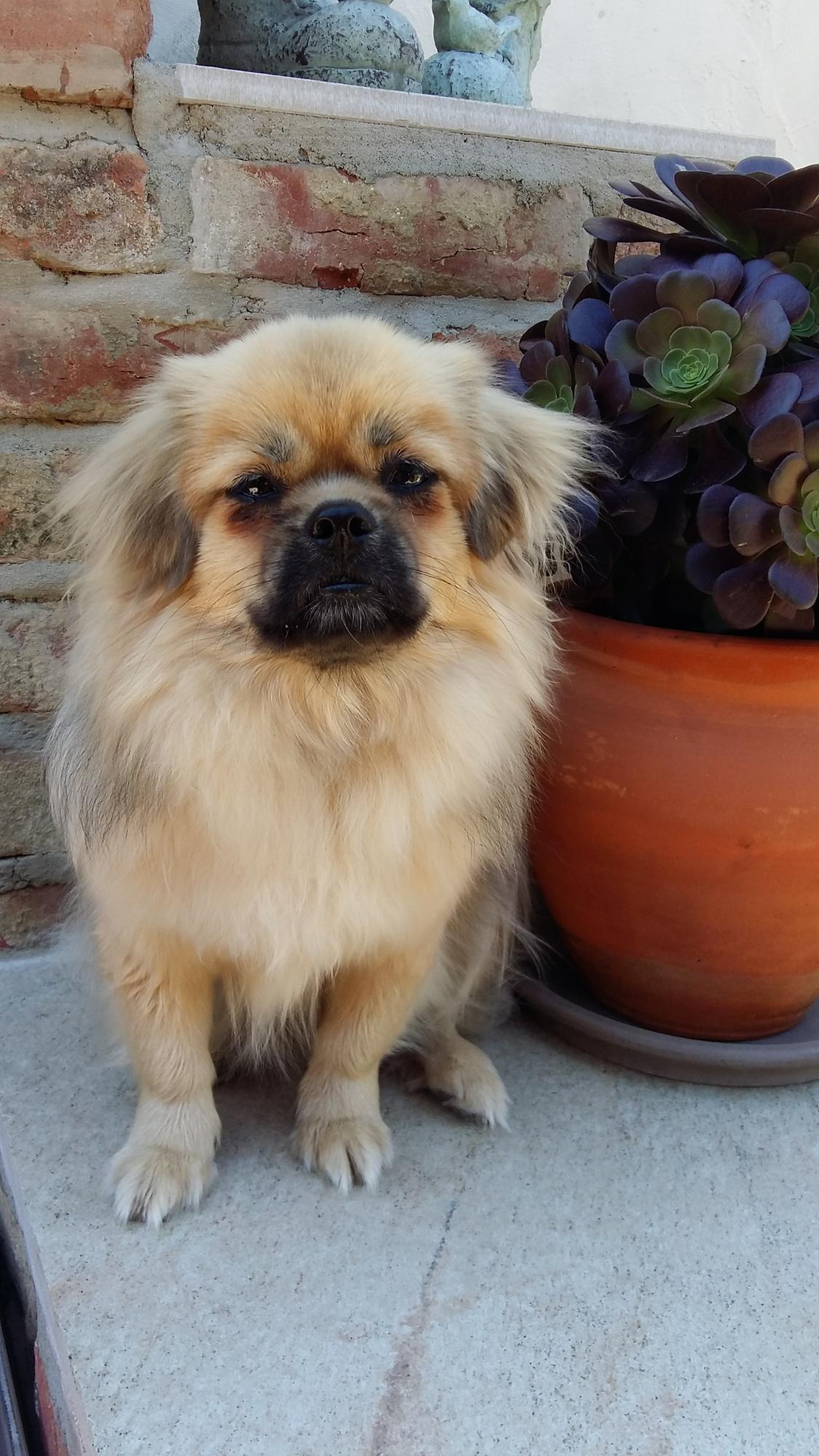 Tibetan Spaniel Zucht Karnikara Die Zuchtstätte für Tibet Spaniel im
