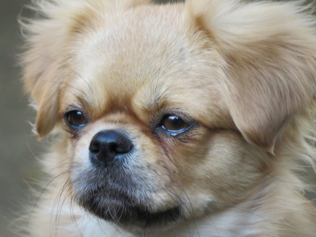 Tibetan Spaniel Zucht Karnikara | Die Zuchtstätte für Tibet Spaniel im Saarland - Bildergalerie