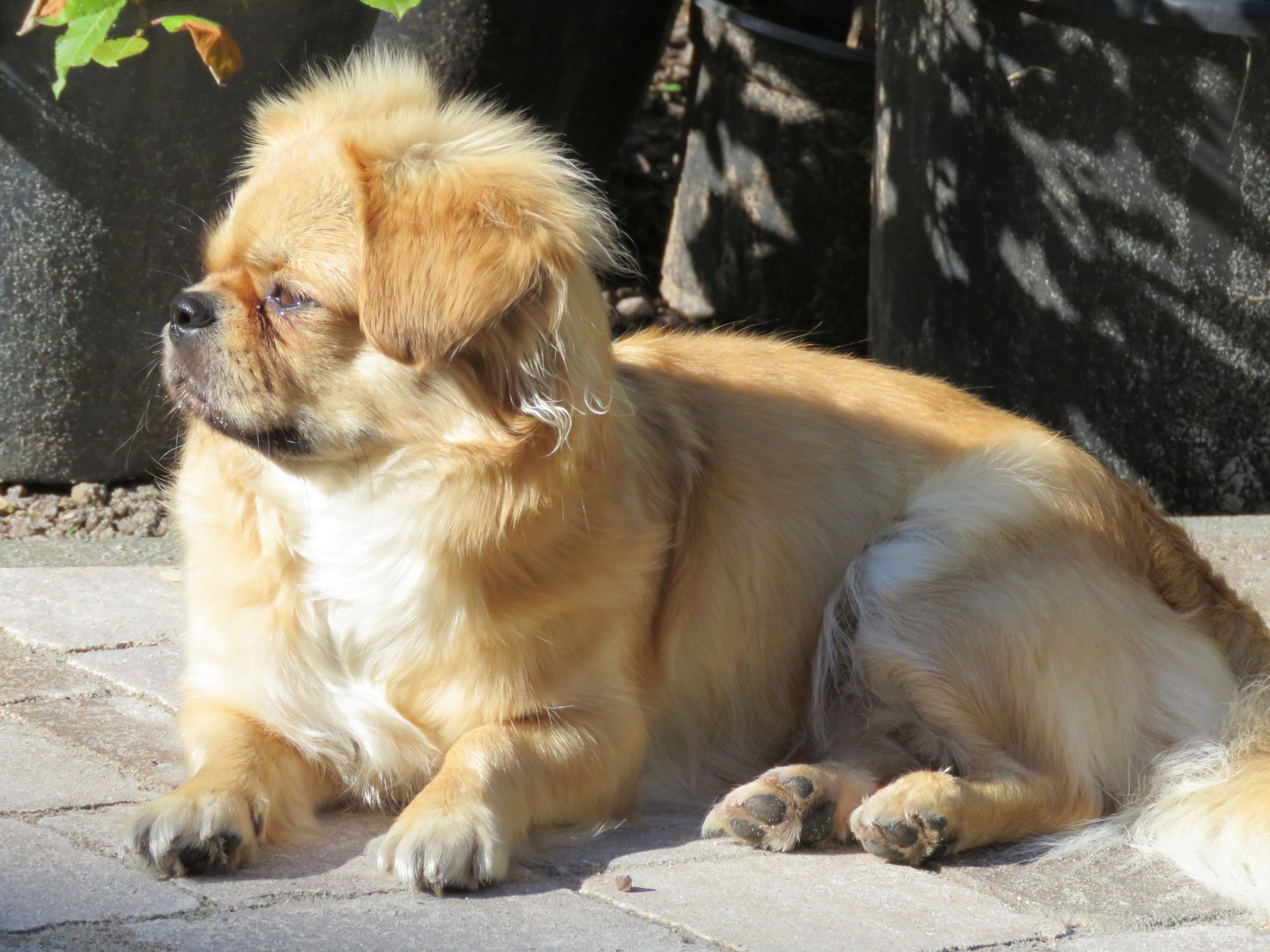 Tibetan Spaniel Zucht Karnikara Die Zuchtstätte für Tibet Spaniel im