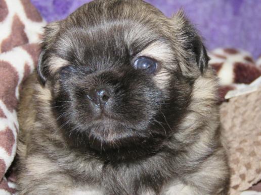 Tibetan Spaniel Zucht Karnikara Die Zuchtstätte für Tibet Spaniel im