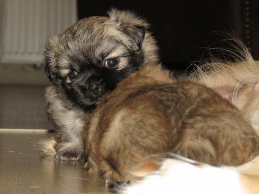Tibetan Spaniel Zucht Karnikara Die Zuchtstätte für Tibet Spaniel im